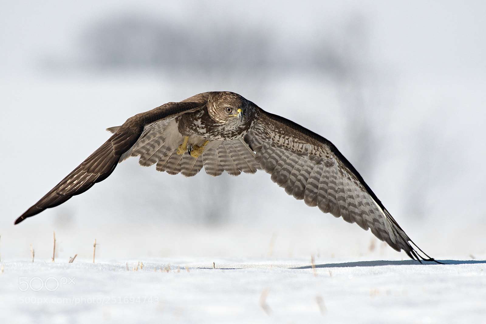 Nikon D500 sample photo. Buzzard photography
