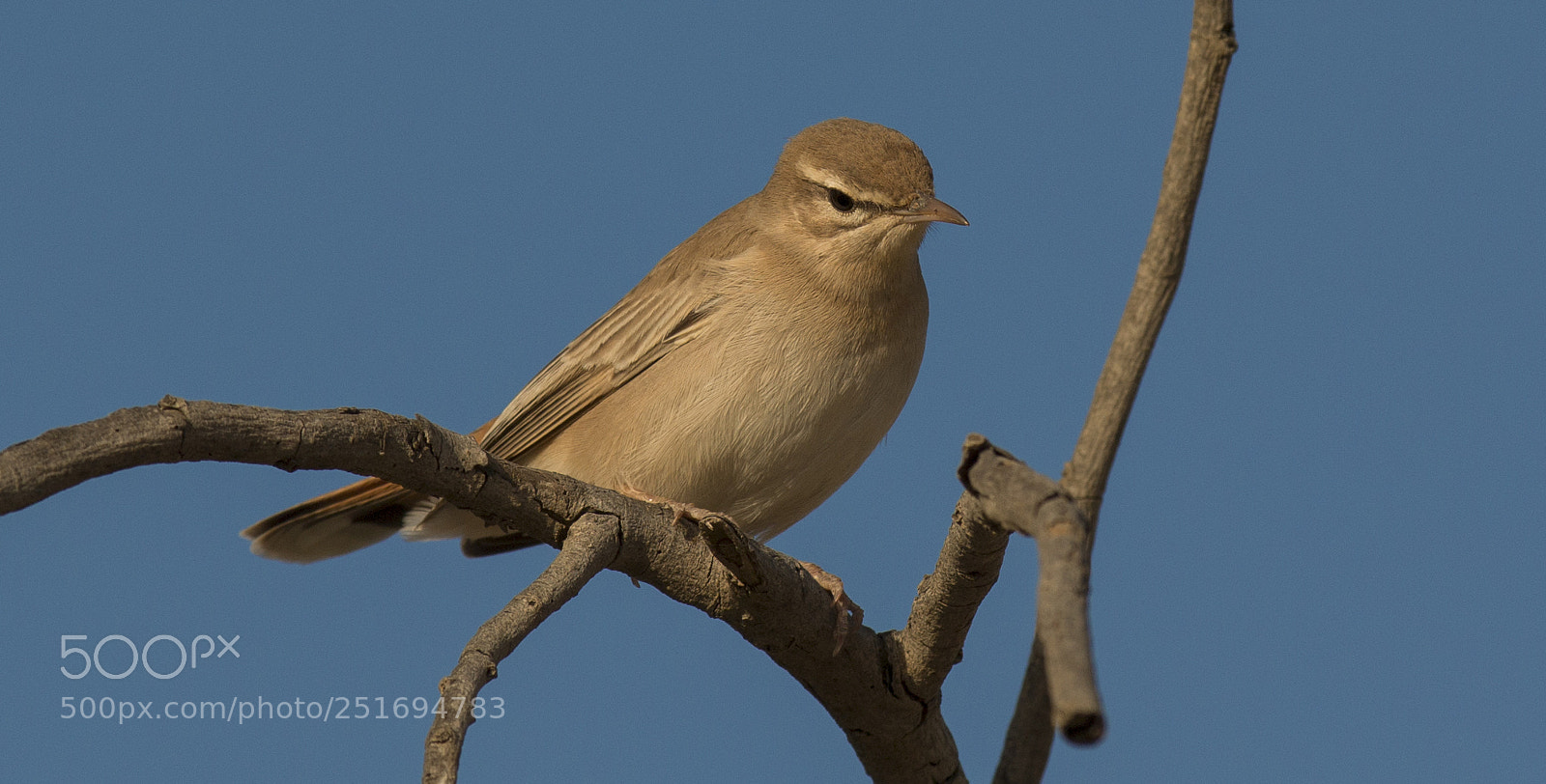 Canon EOS 70D sample photo. Img photography