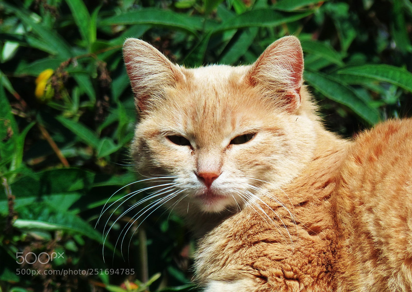 Panasonic Lumix DMC-FZ200 sample photo. Moustache photography