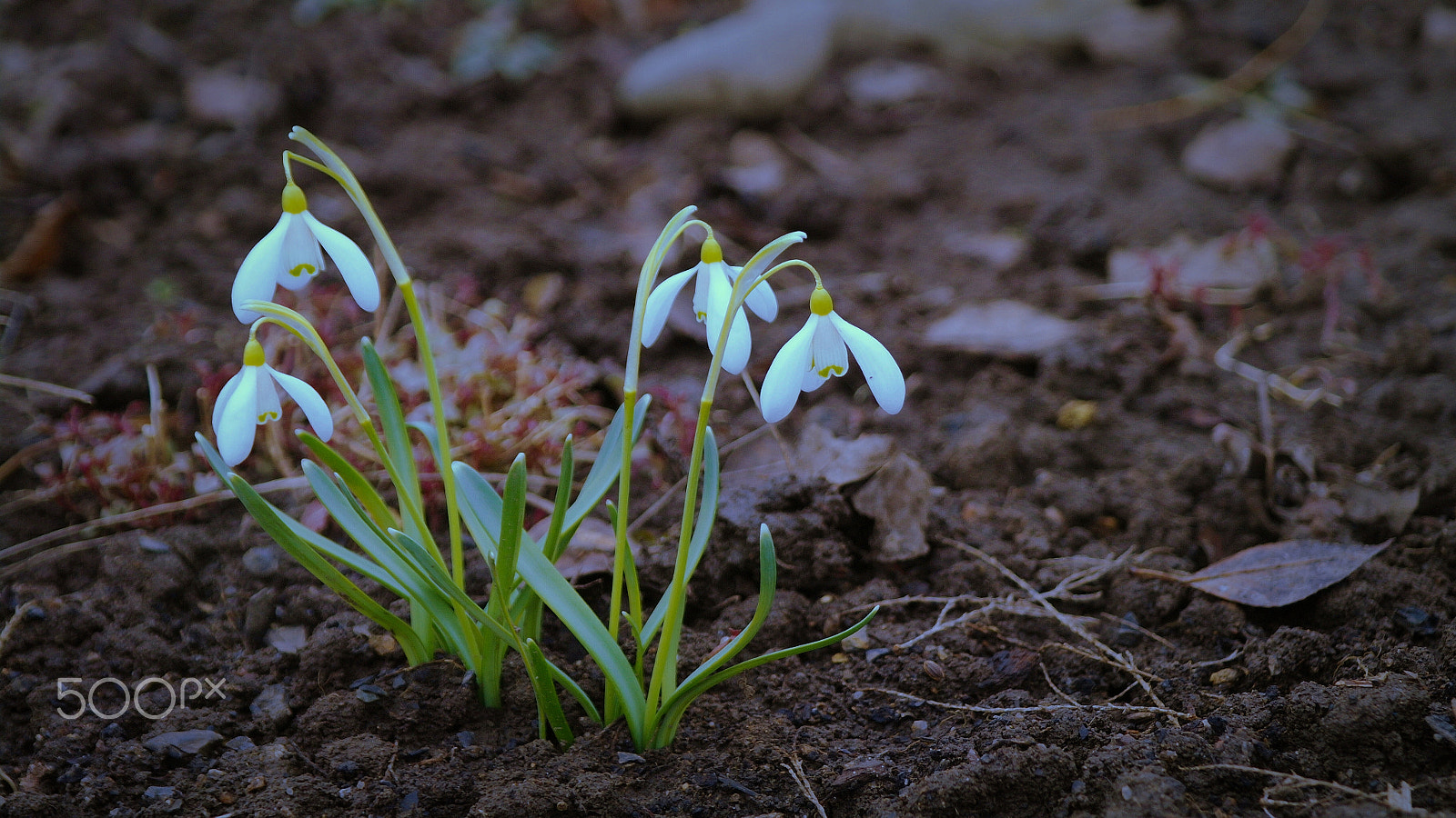 Samsung NX5 sample photo. Spring flowers. photography