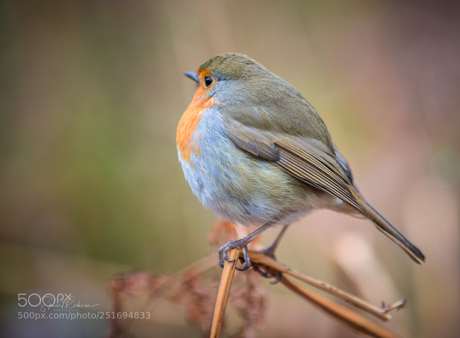 Canon EOS 5D Mark IV sample photo. Robin photography