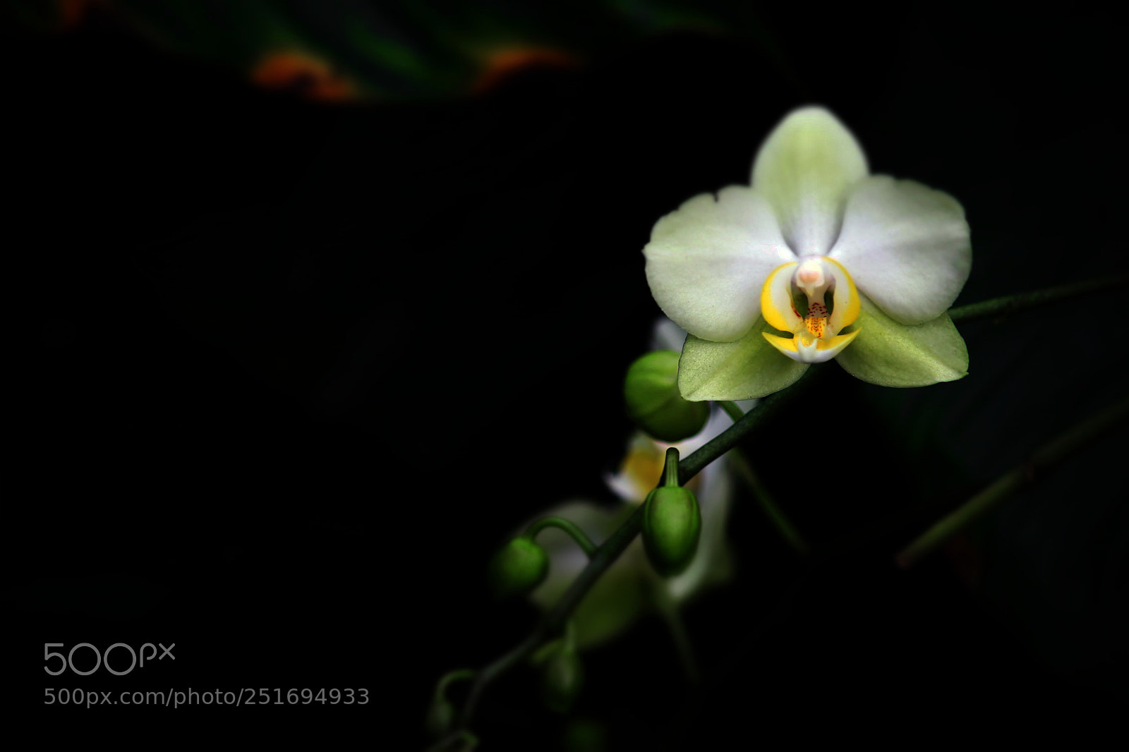Canon EOS 80D sample photo. Orchid photography