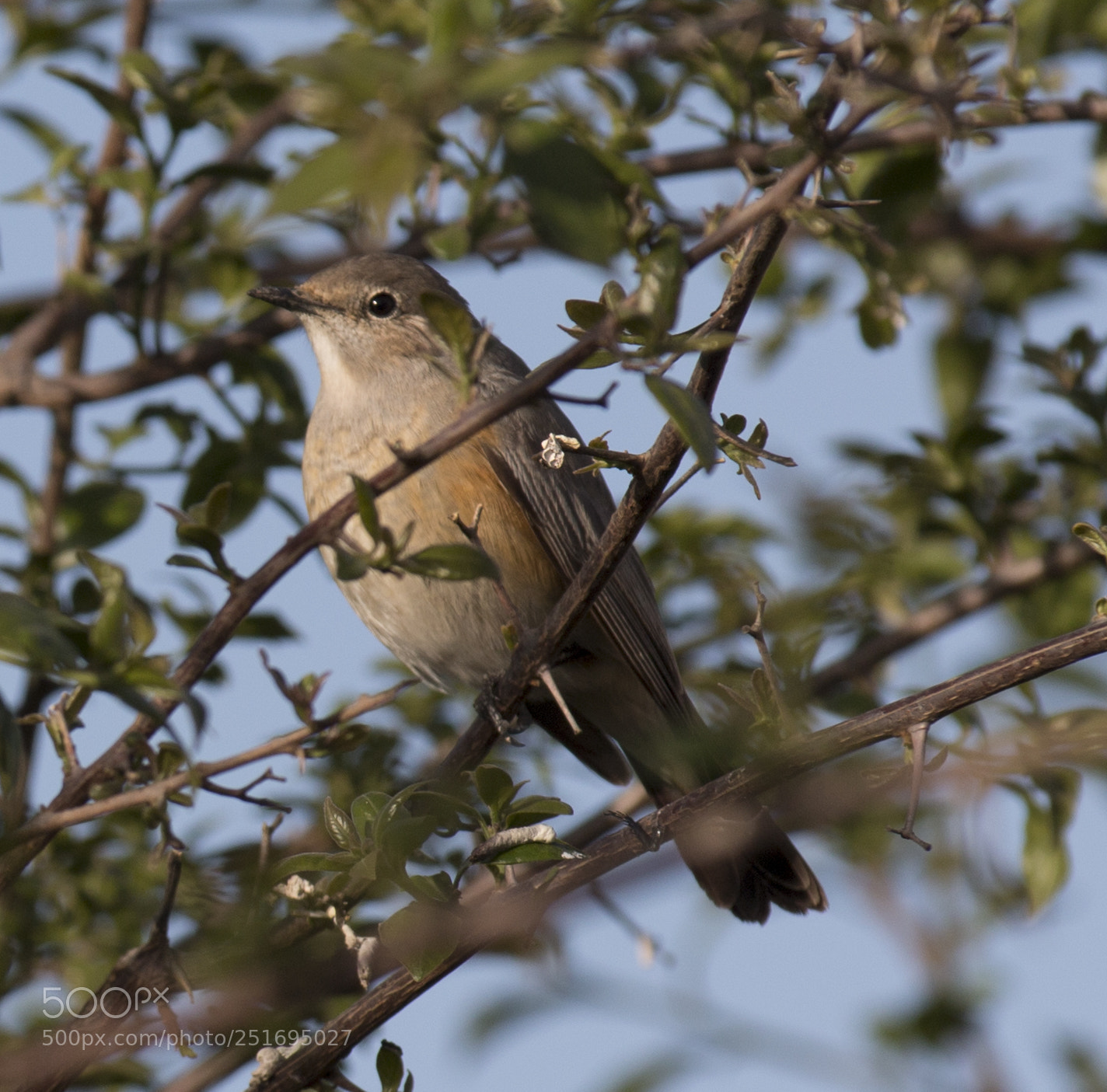Canon EOS 70D sample photo. Birds photography