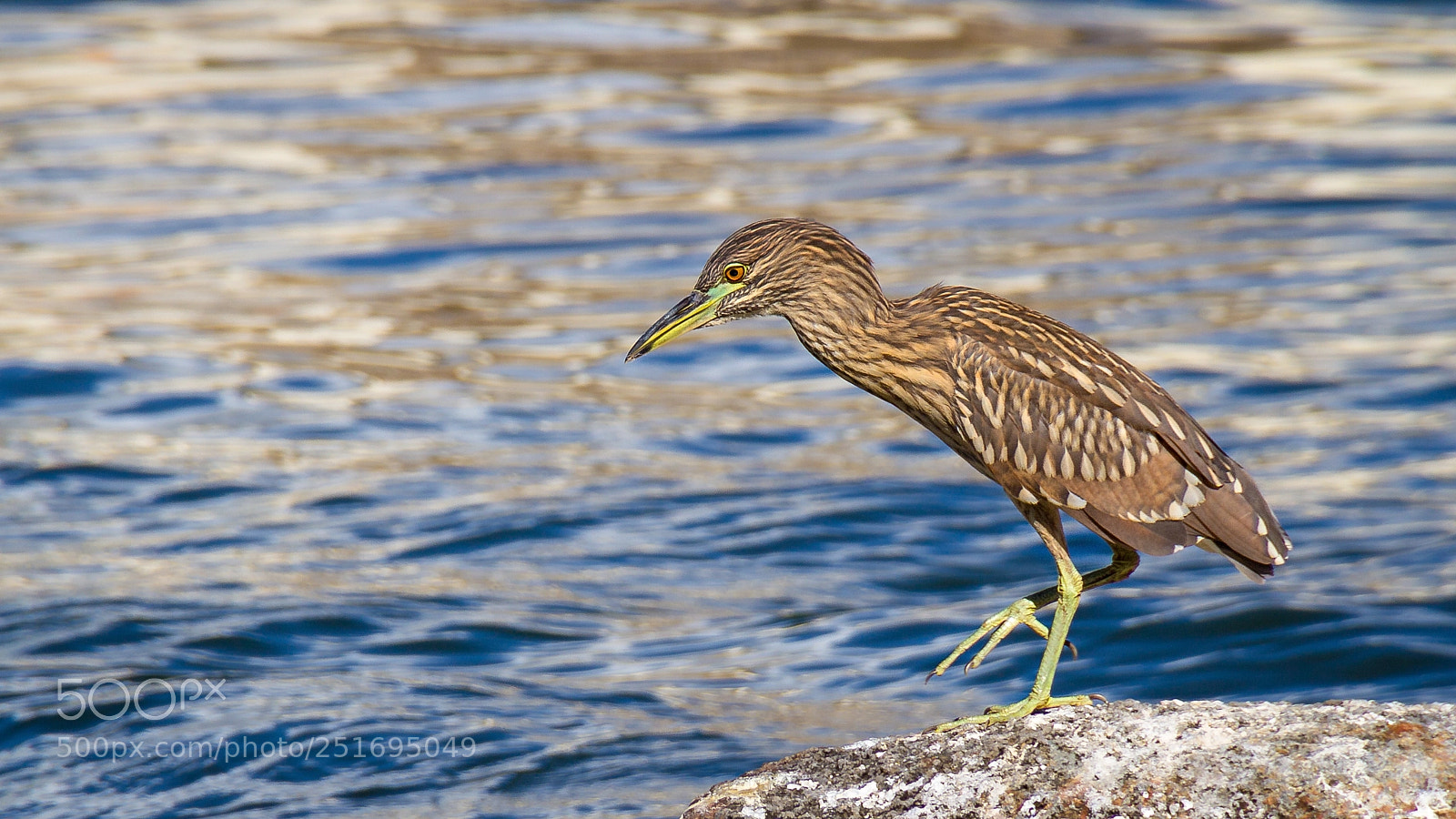 Canon EOS 60D sample photo. Krabbenreiher (nyctanassa violacea) photography