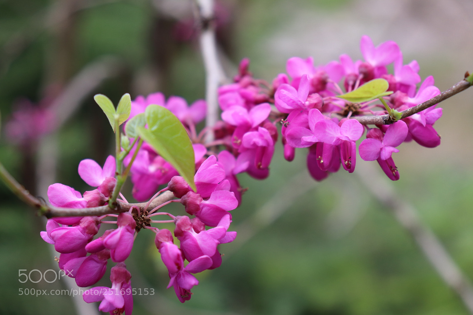 Canon EOS 800D (EOS Rebel T7i / EOS Kiss X9i) sample photo. Untitled photography