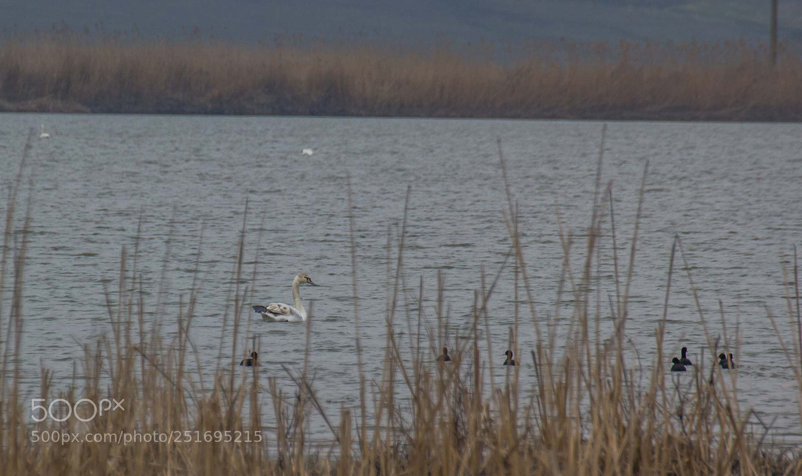 Canon EOS 60D sample photo. Mute swan/cygnus olor photography