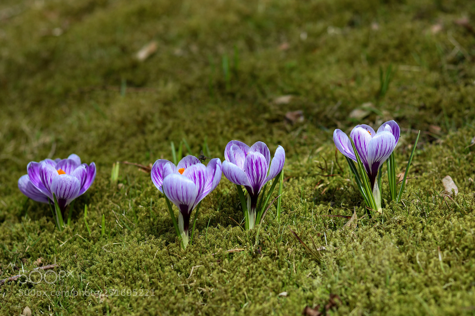 Canon EOS 750D (EOS Rebel T6i / EOS Kiss X8i) sample photo. Untitled photography