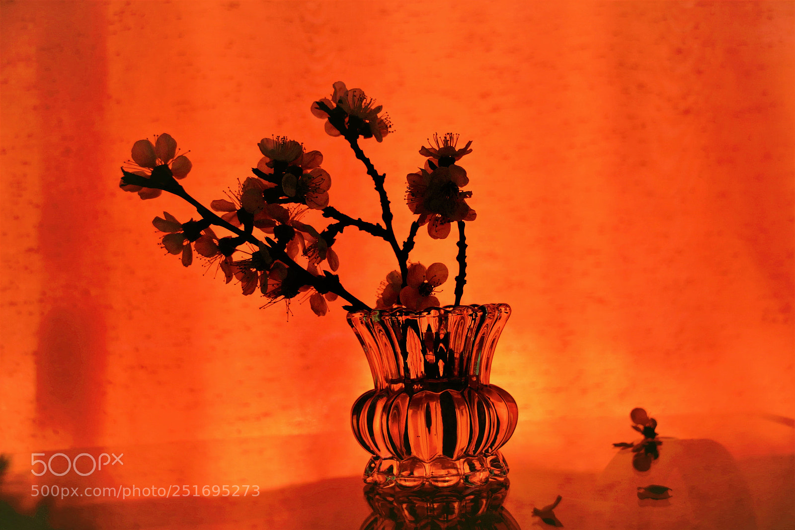 Canon EOS 100D (EOS Rebel SL1 / EOS Kiss X7) sample photo. (orange............) photography