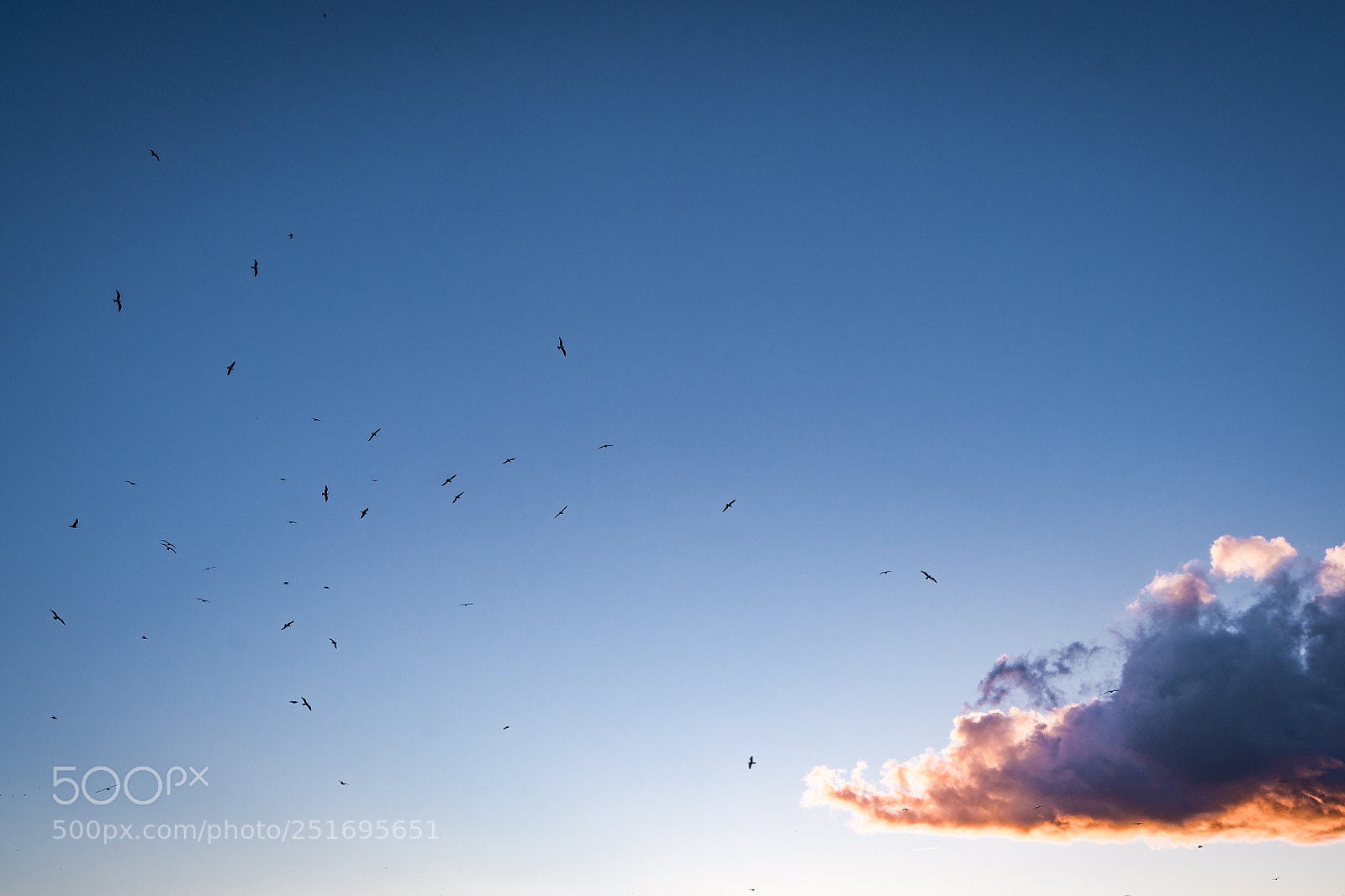 Sony a7R II sample photo. Untitled photography