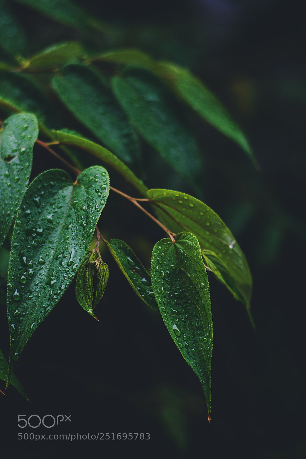 Nikon D3300 sample photo. ? photography