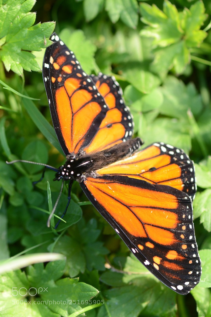 Nikon D600 sample photo. Monarch butterfly photography