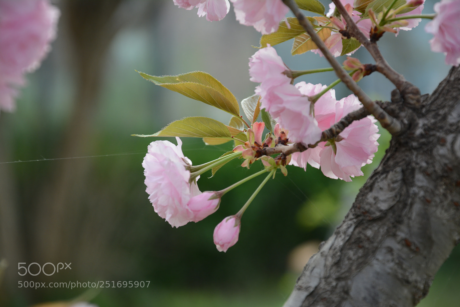 Nikon D7100 sample photo. Untitled photography