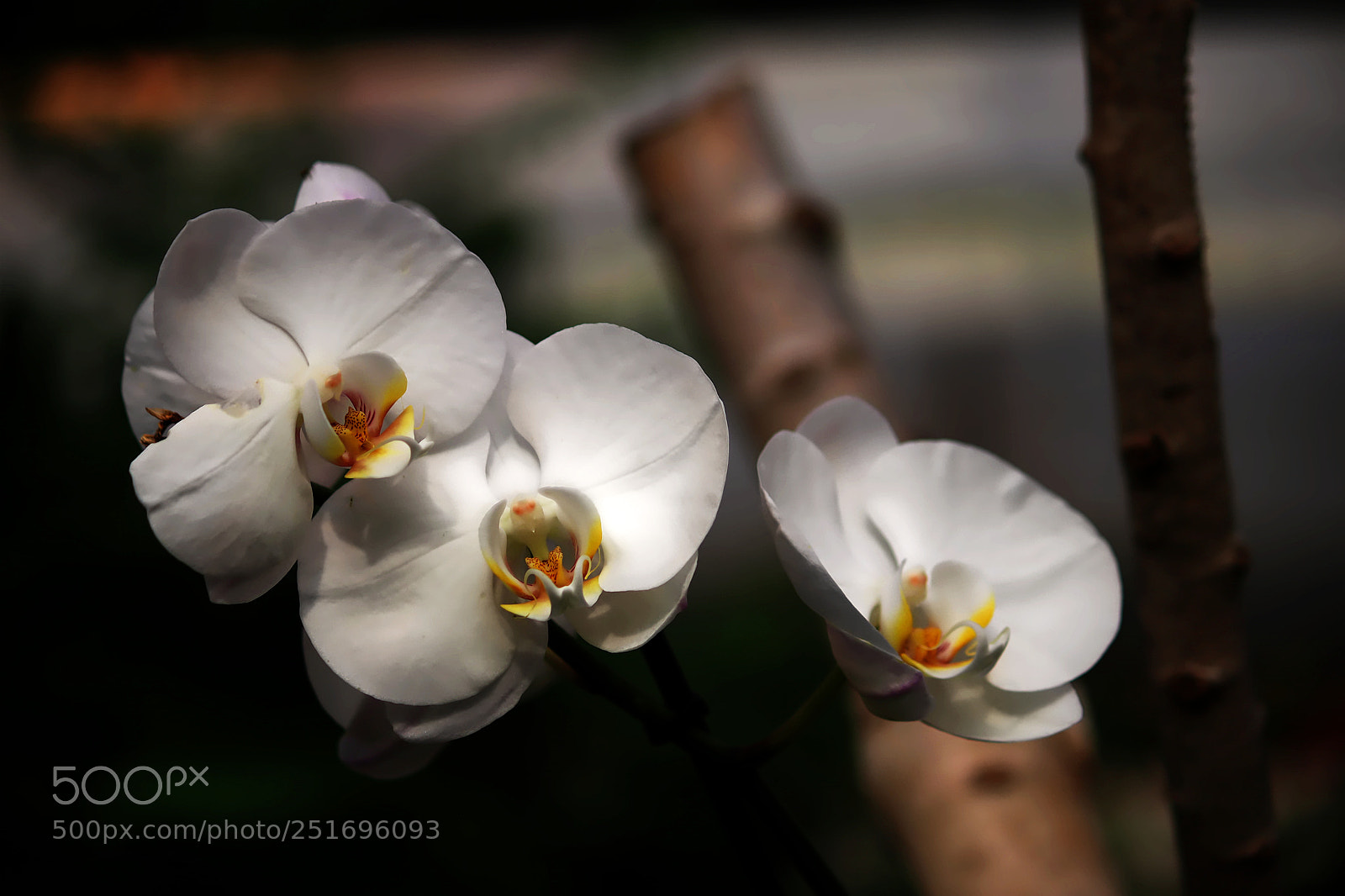 Canon EOS 80D sample photo. Orchid photography