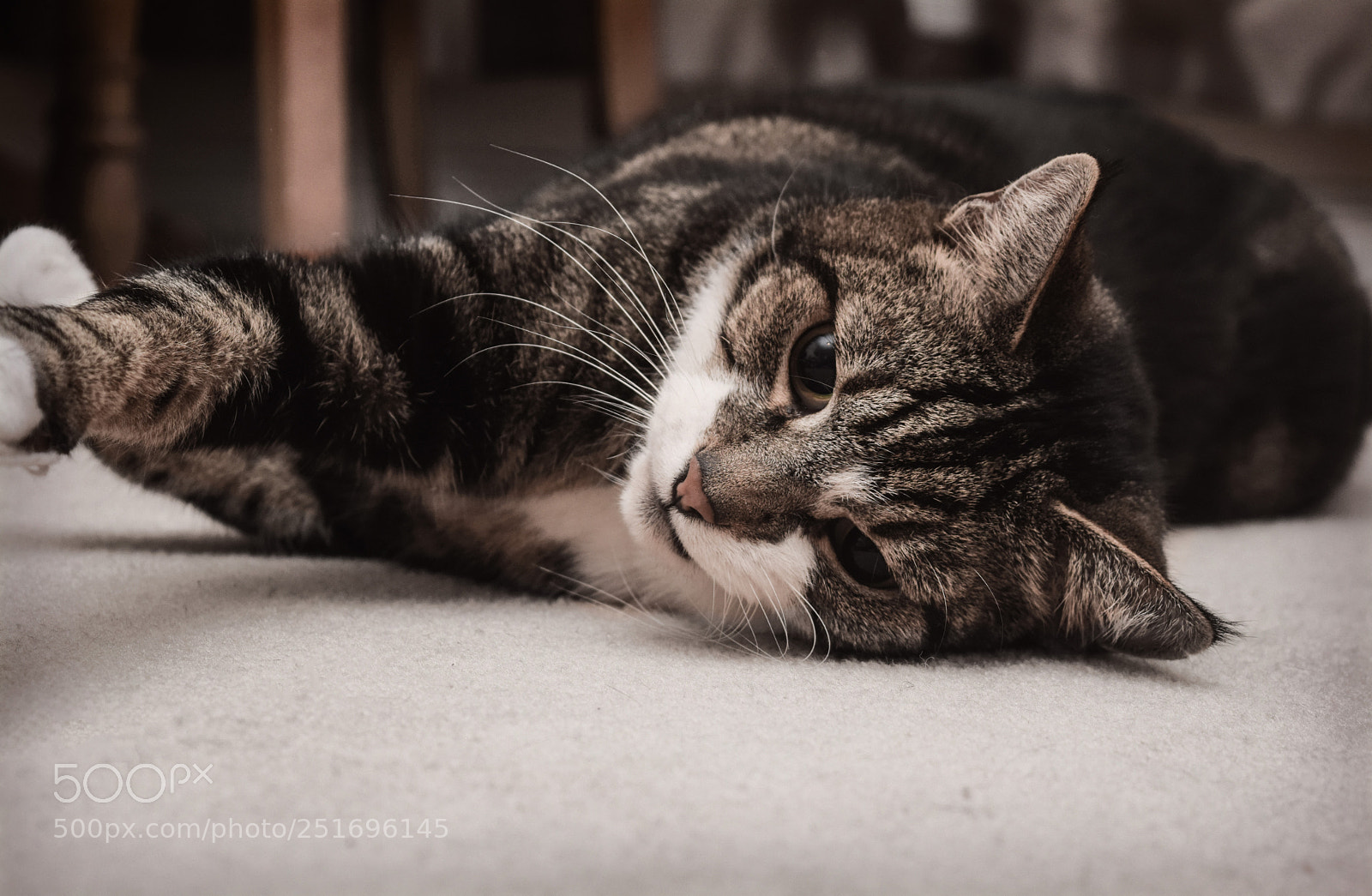 Nikon D5300 sample photo. Max laying down photography