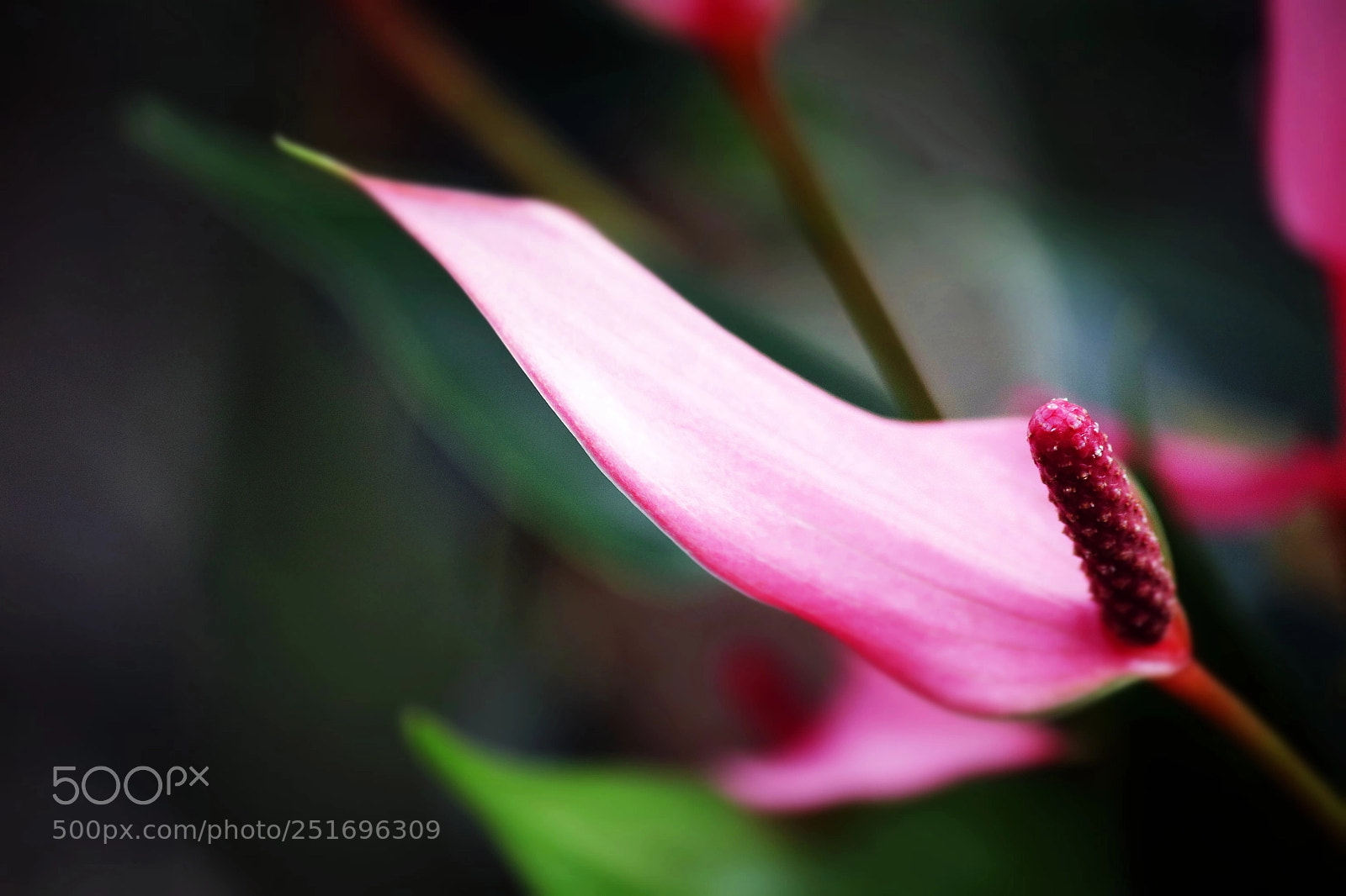 Canon EOS 80D sample photo. Just a pink beauty photography