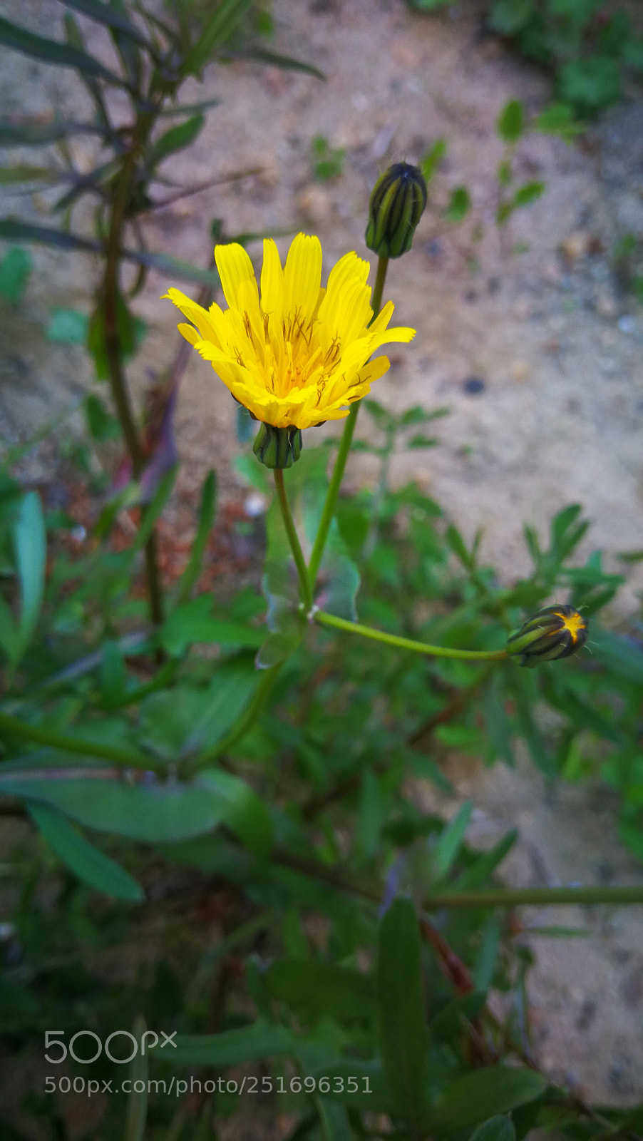 HUAWEI Mate 9 sample photo. Untitled photography