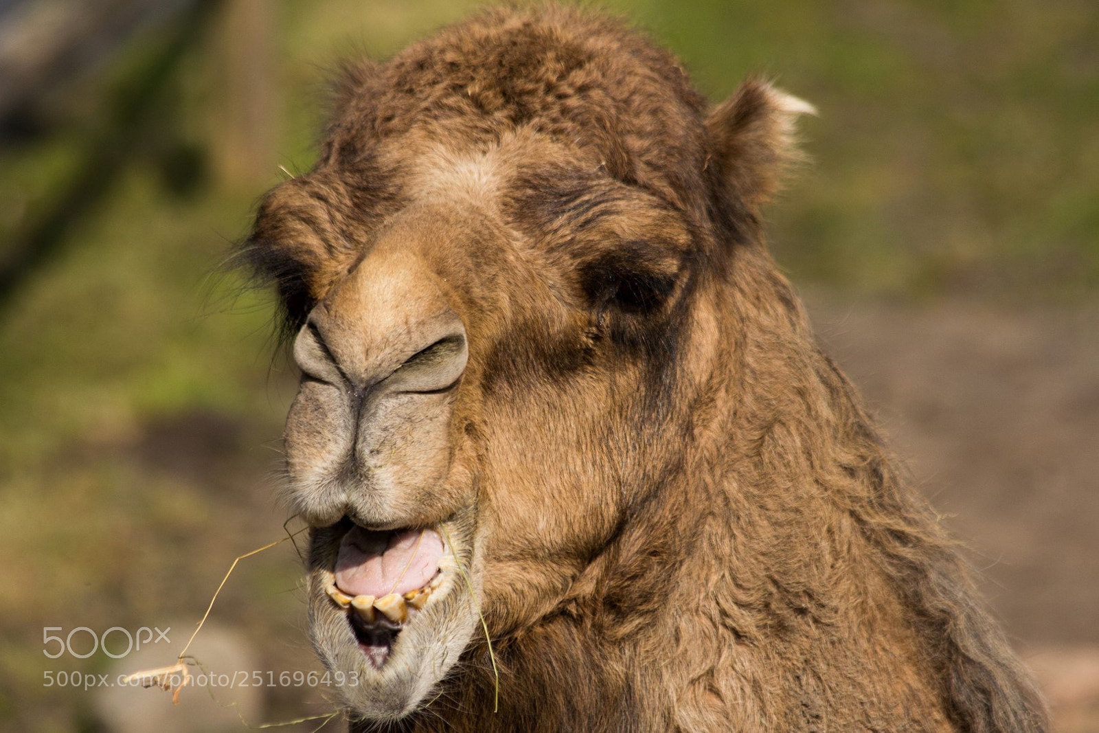 Canon EOS 60D sample photo. Zooparc overloon photography