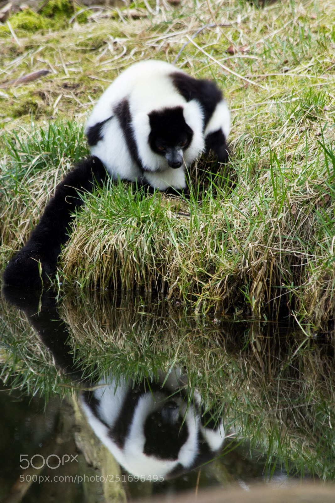 Canon EOS 60D sample photo. Zooparc overloon photography