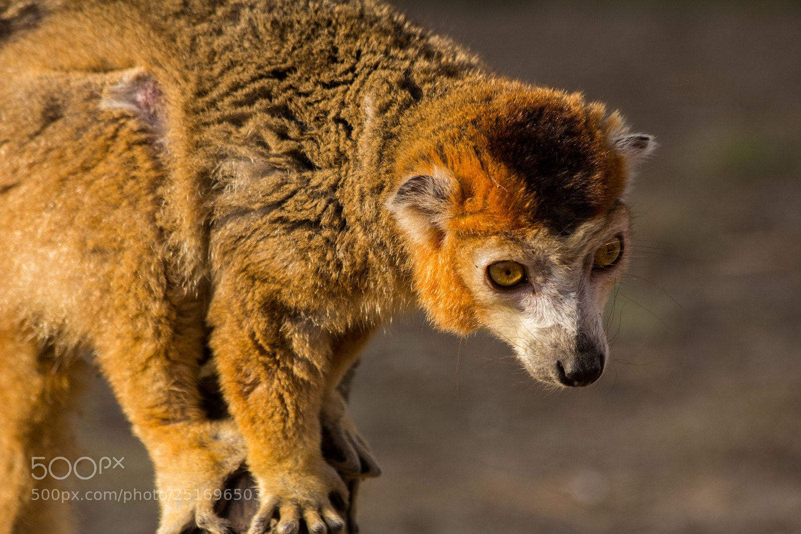 Canon EOS 60D sample photo. Zooparc overloon photography