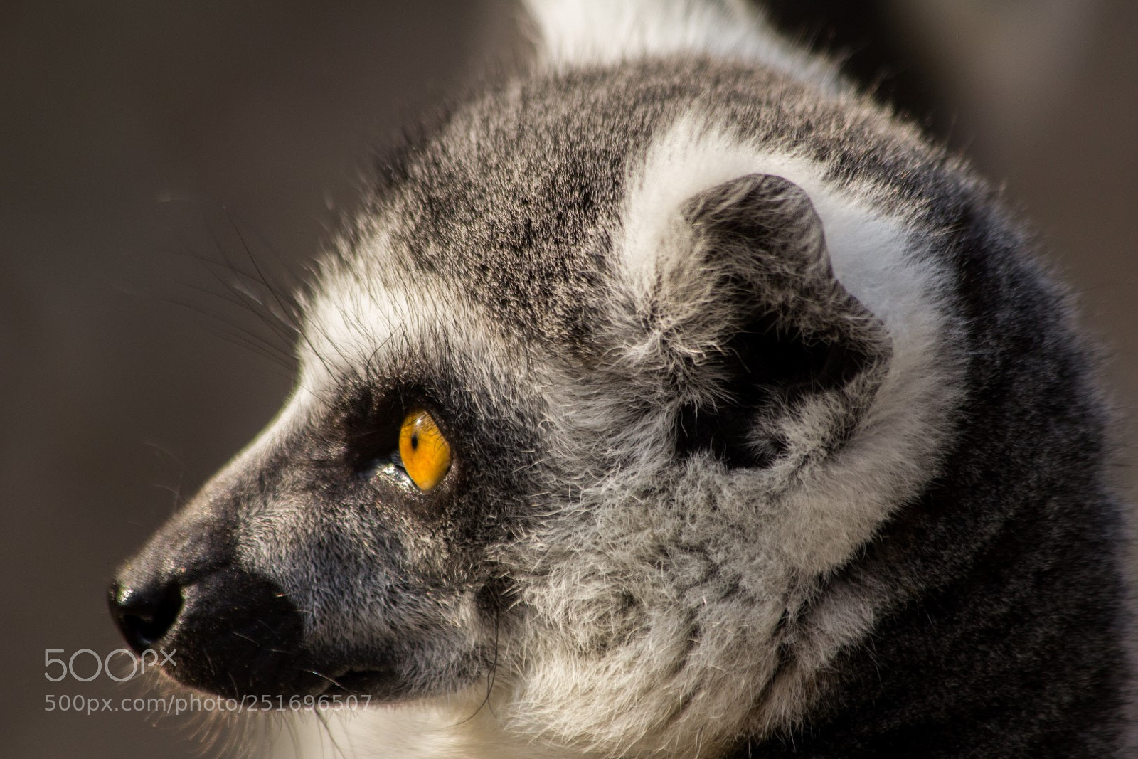 Canon EOS 60D sample photo. Zooparc overloon photography