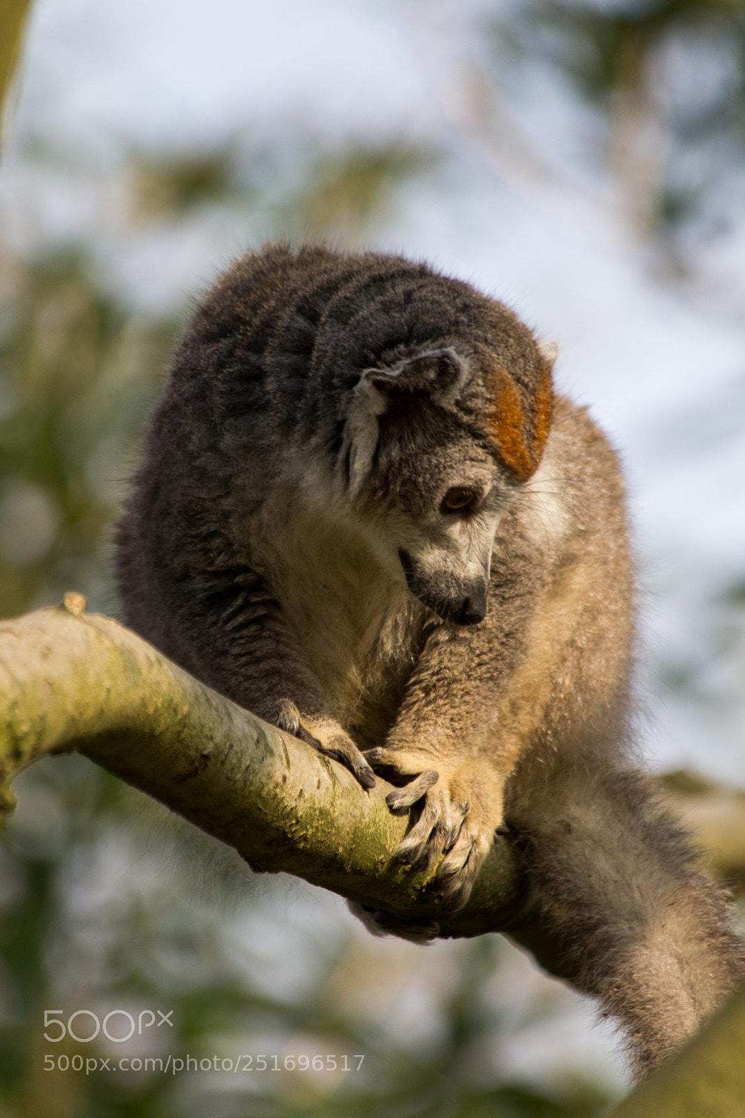 Canon EOS 60D sample photo. Zooparc overloon photography