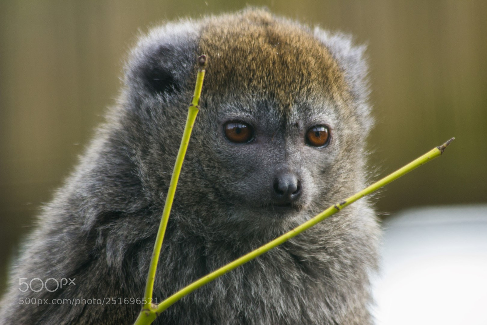 Canon EOS 60D sample photo. Zooparc overloon photography