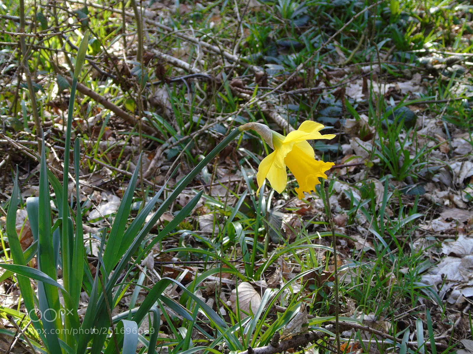 Sony Cyber-shot DSC-H400 sample photo. Daffodil in the woods photography