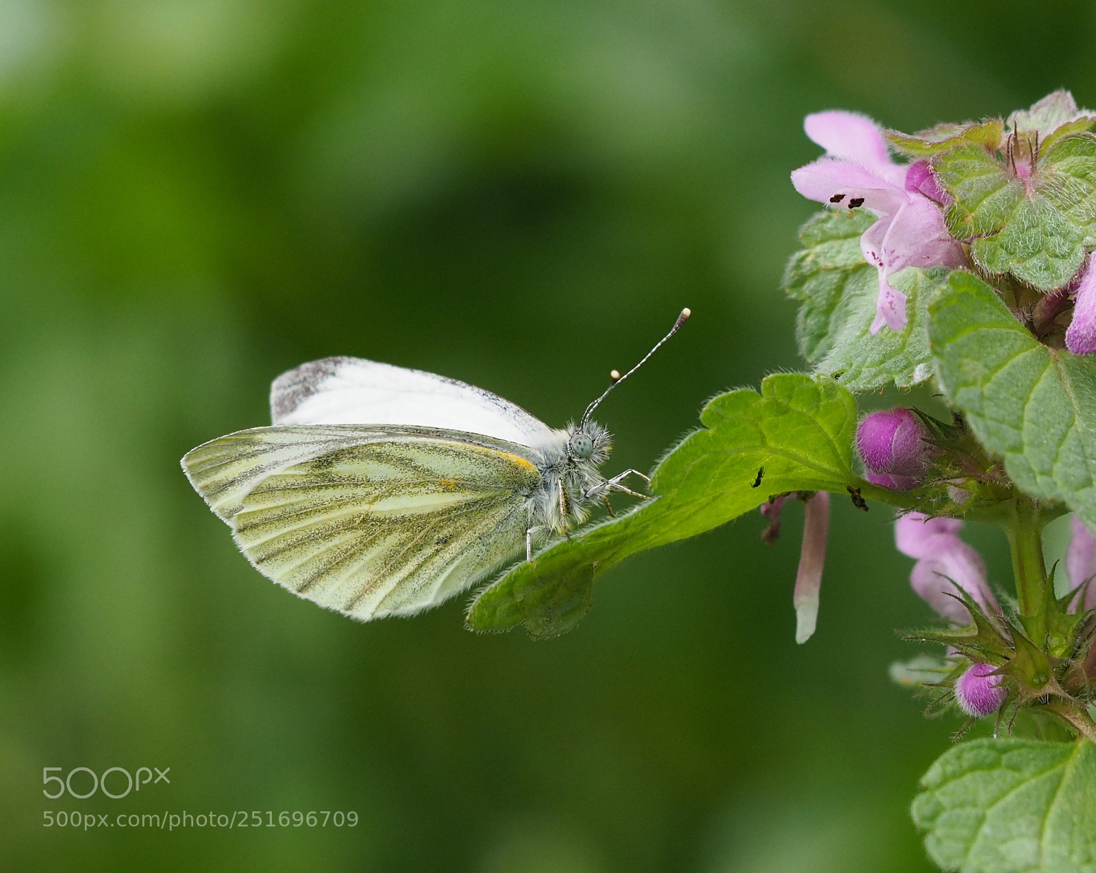 Olympus OM-D E-M10 II sample photo. Pieris brassicae photography