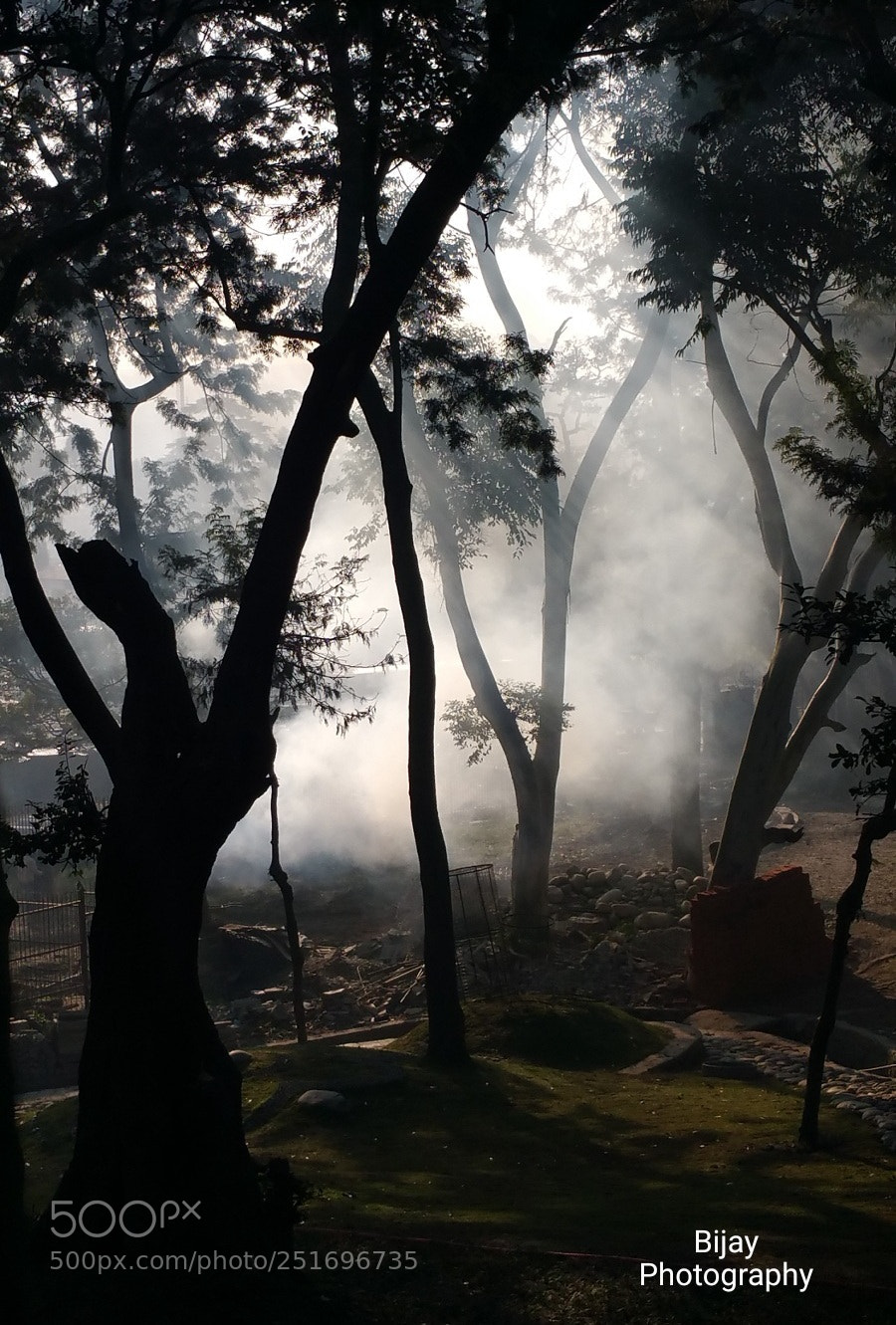 Samsung Galaxy Note4 sample photo. The forest photography