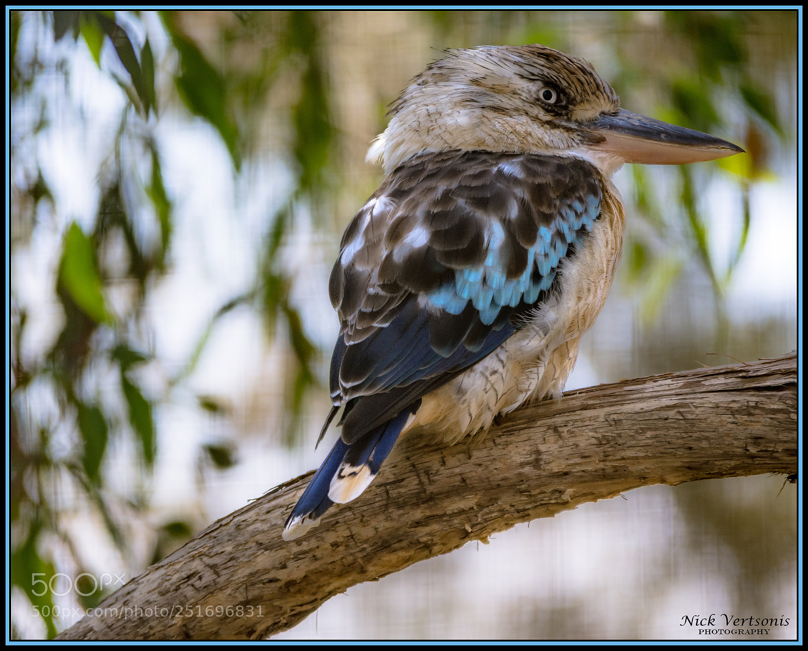 Nikon D7200 sample photo. Blue-winged kookaburra photography