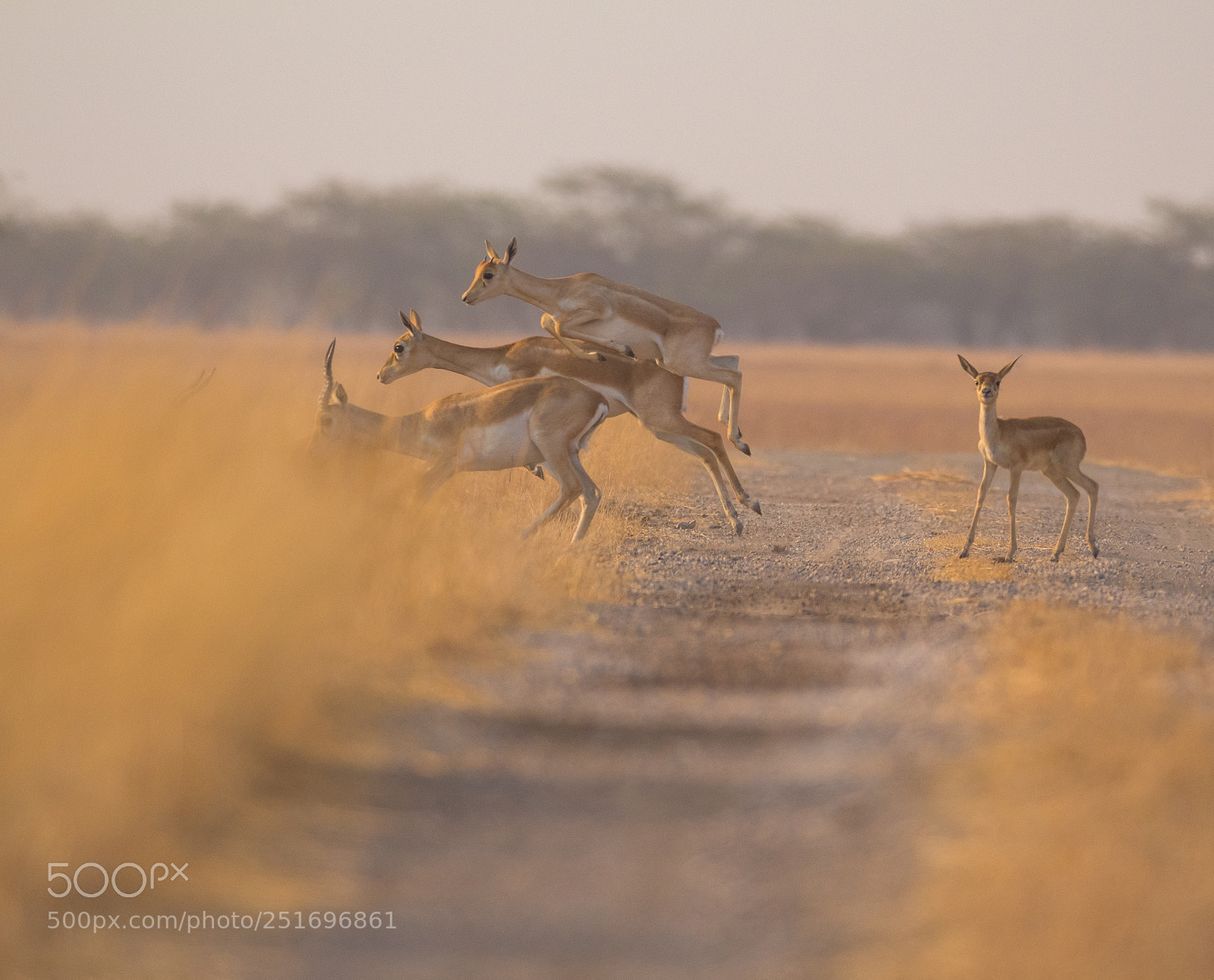 Canon EOS 700D (EOS Rebel T5i / EOS Kiss X7i) sample photo. Black bucks photography