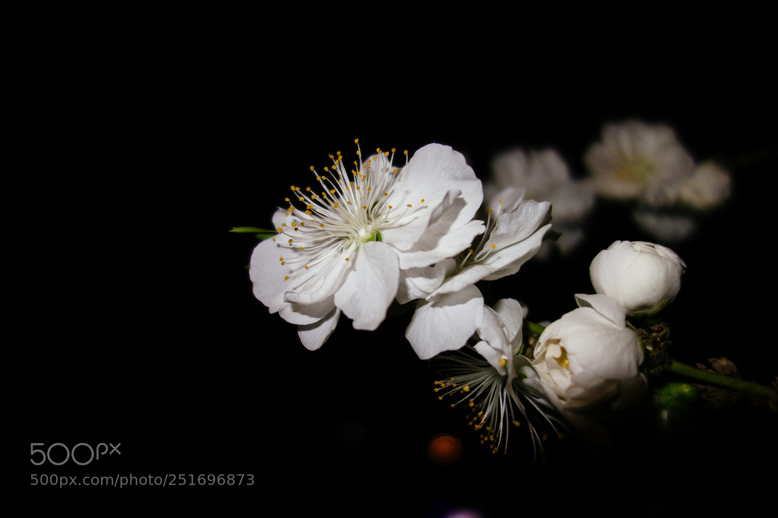 Sony Cyber-shot DSC-RX100 sample photo. 学校门口的花开了 photography