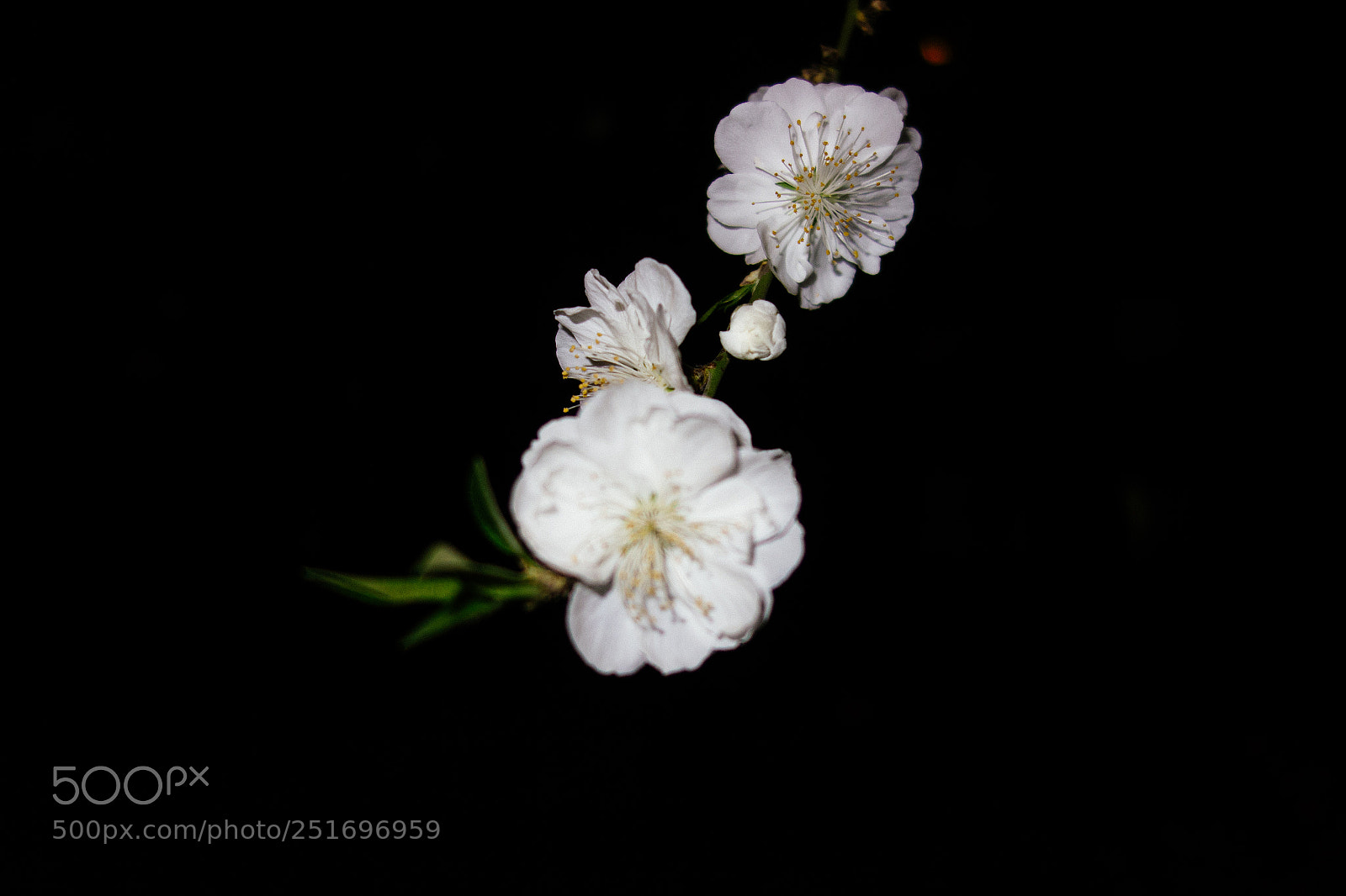 Sony Cyber-shot DSC-RX100 sample photo. 学校门口的花开了 photography
