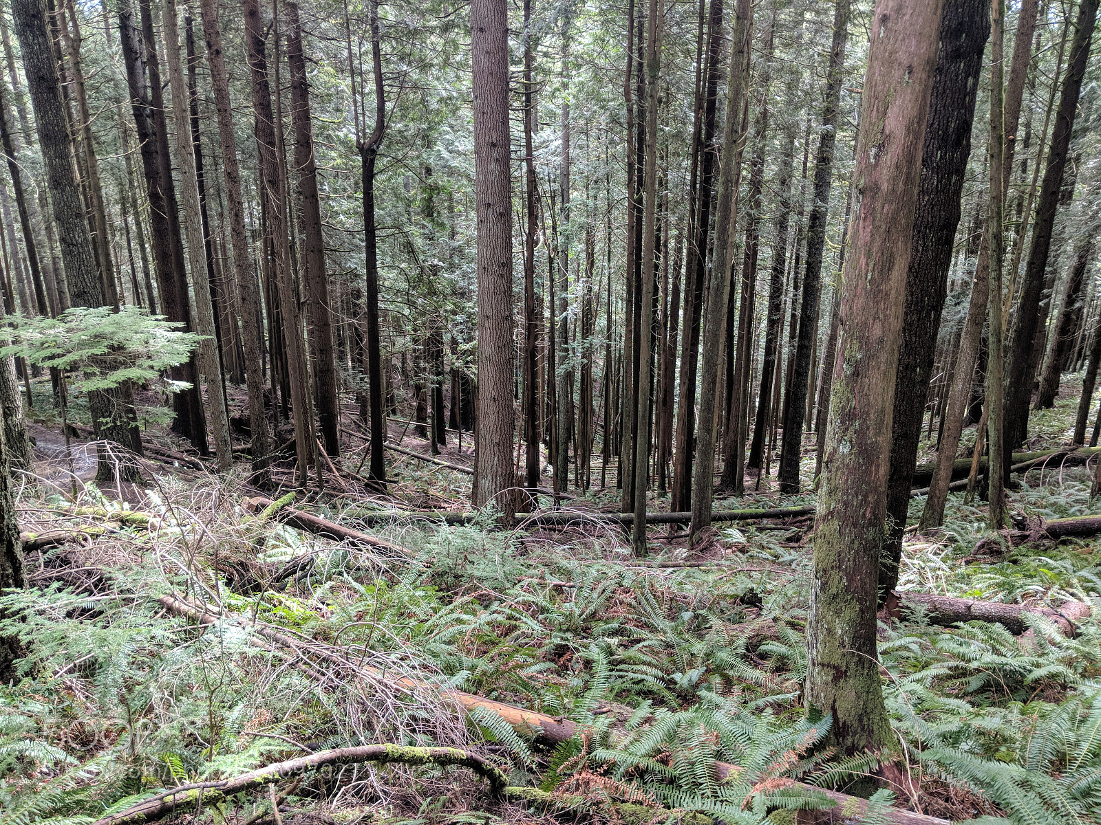 Google Pixel 2 XL sample photo. Quit sounds photography