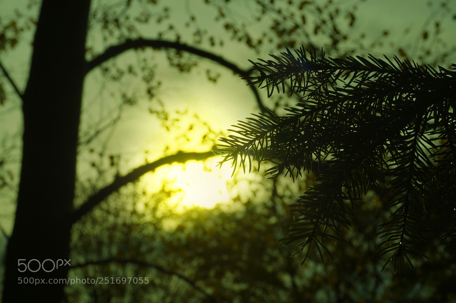 Sony SLT-A58 sample photo. Autumn photography