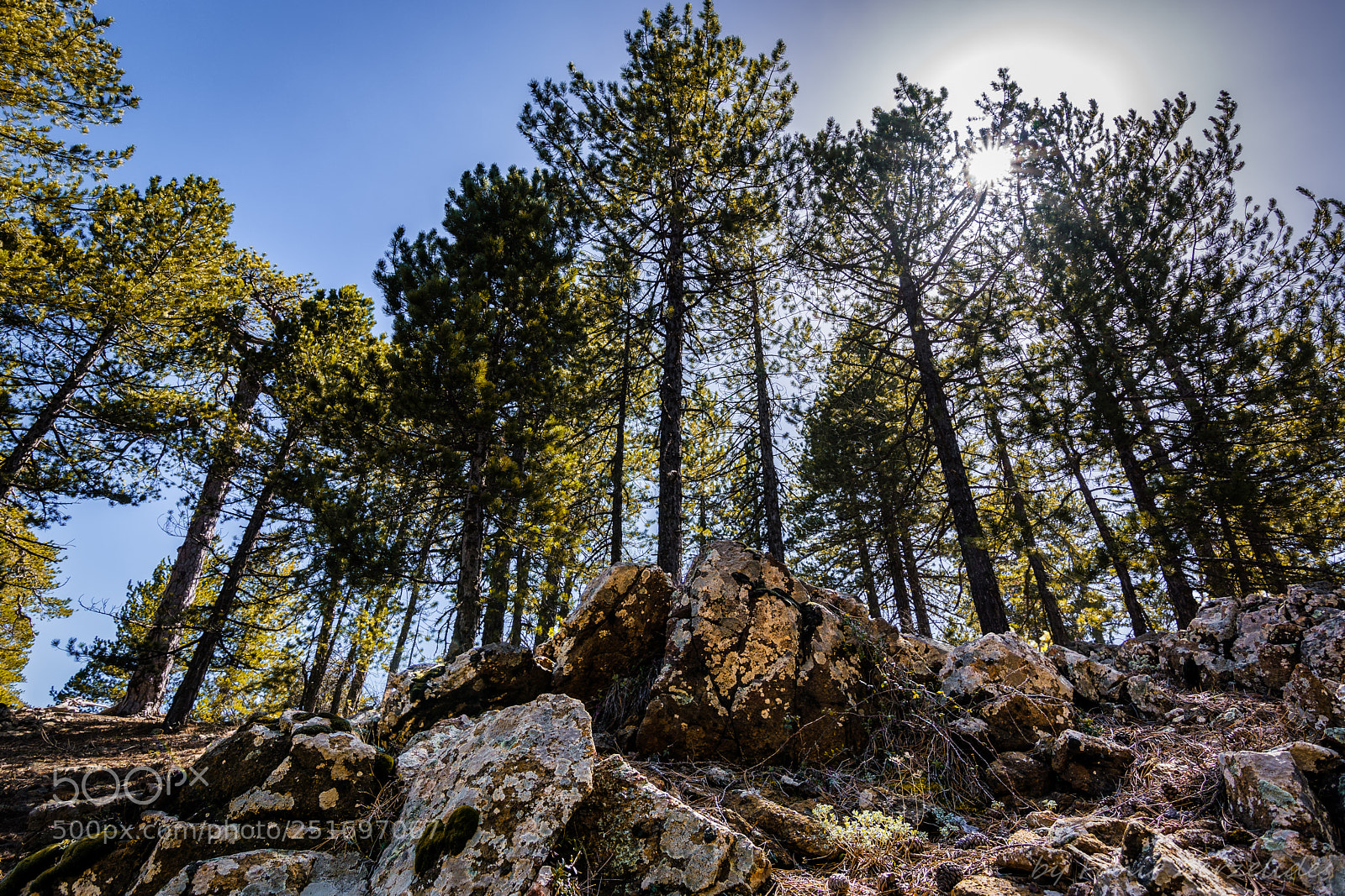 Nikon D5200 sample photo. Light through branches photography