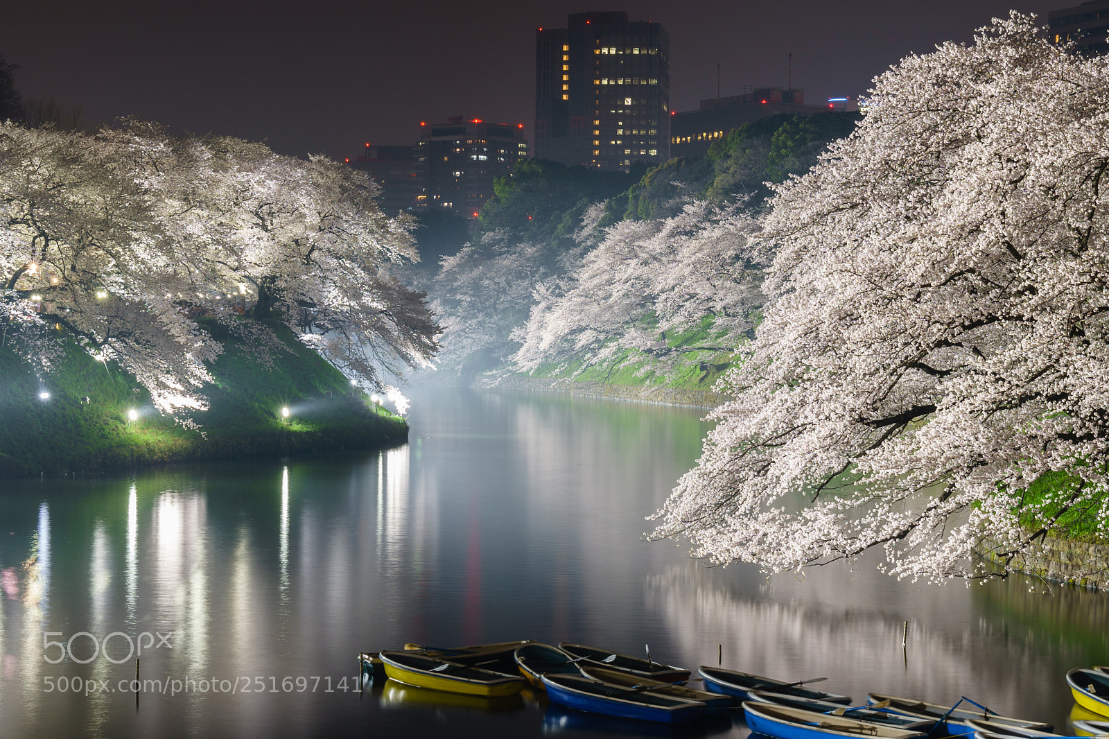 Sony a9 sample photo. Cherry blossoms photography