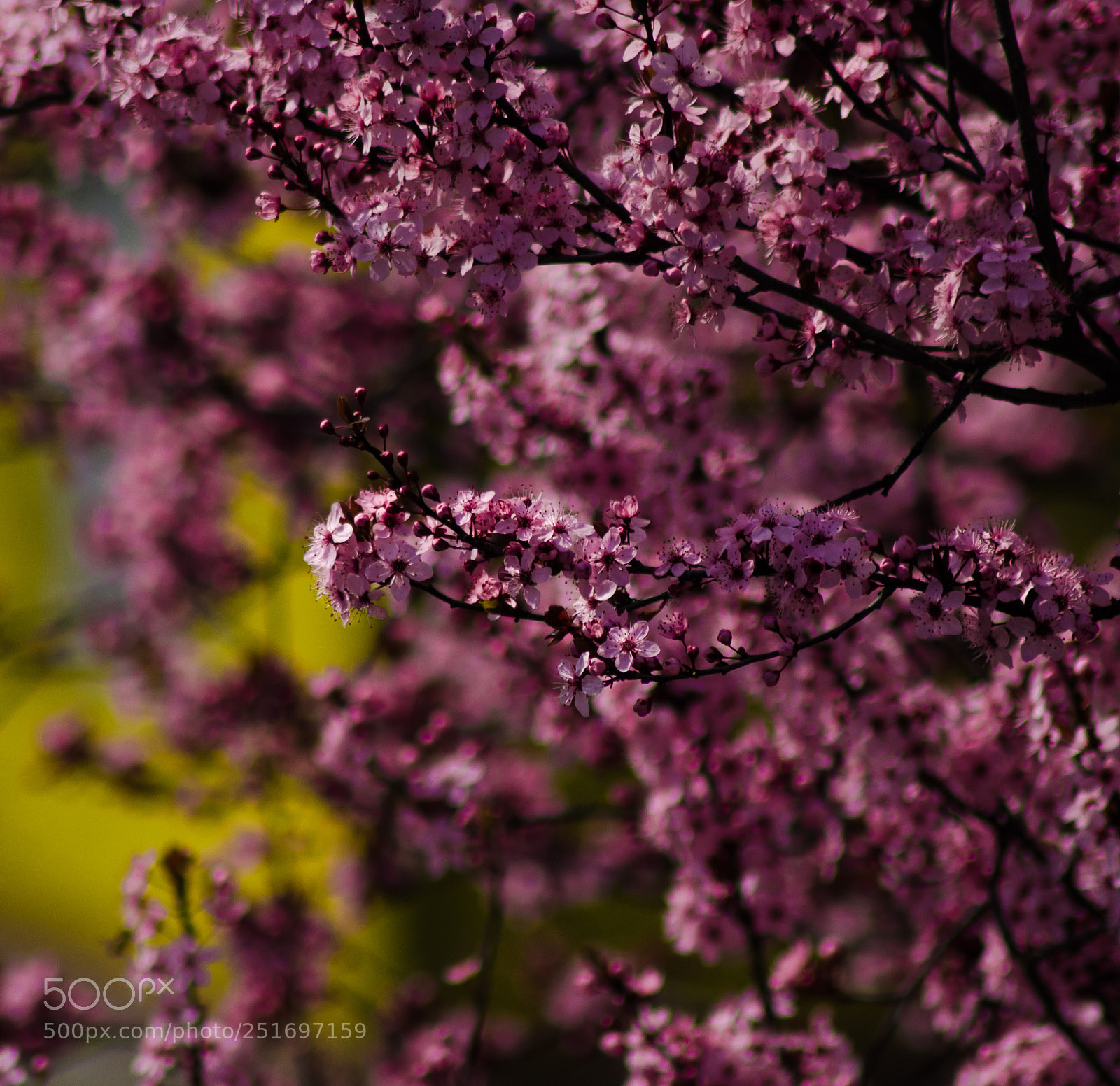 Nikon D5100 sample photo. Fiori photography
