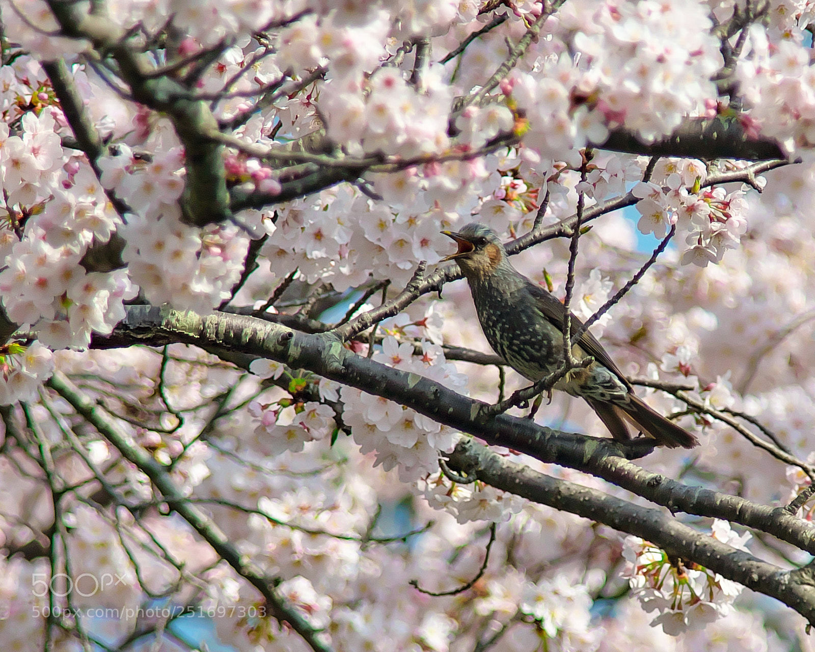 Nikon D500 sample photo. Beauty and the beast？ photography