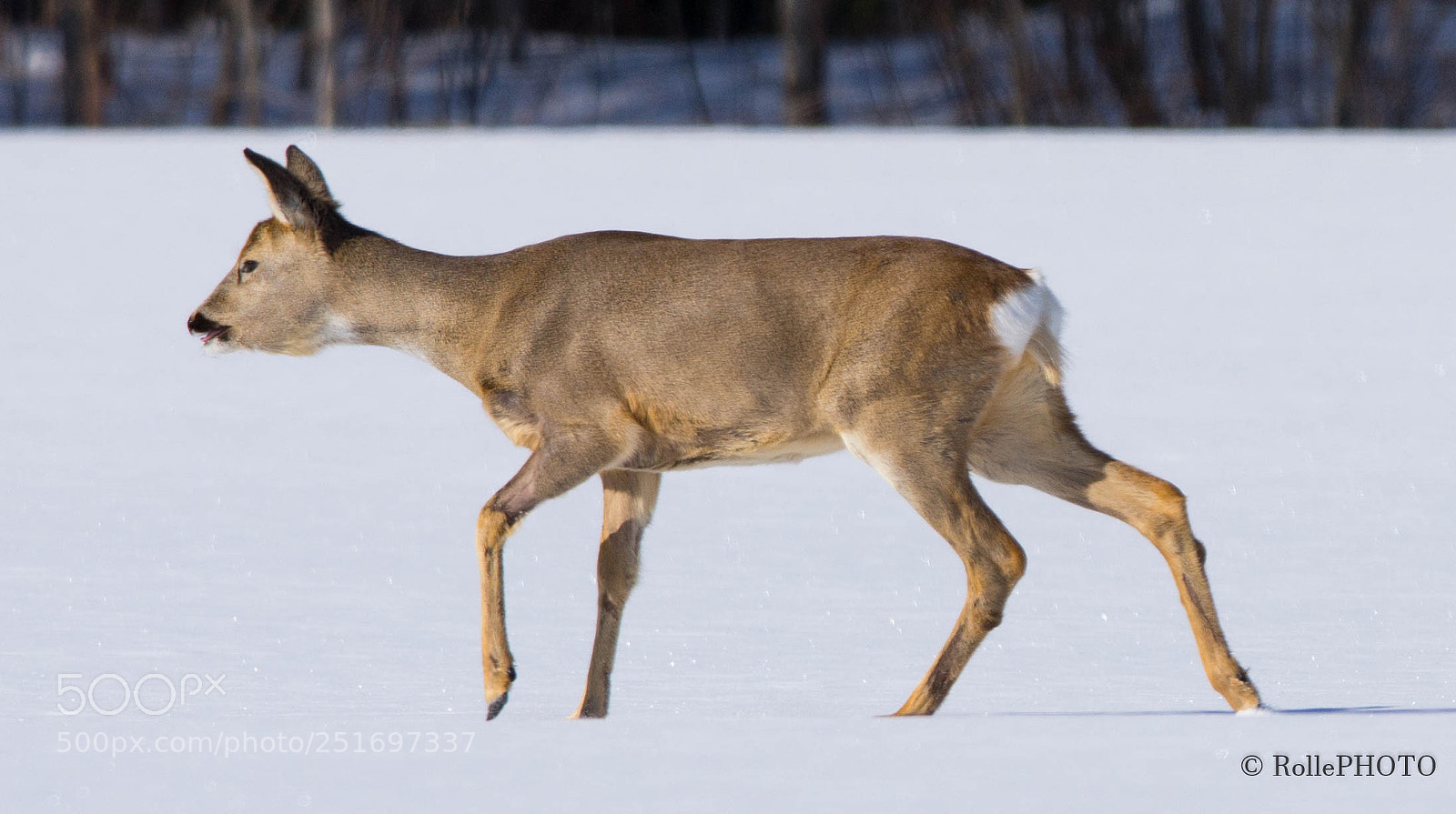 Nikon D7200 sample photo. Roe deer 20180330 photography