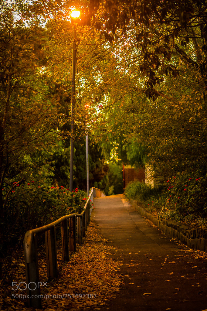 Sony SLT-A58 sample photo. Train path ways photography