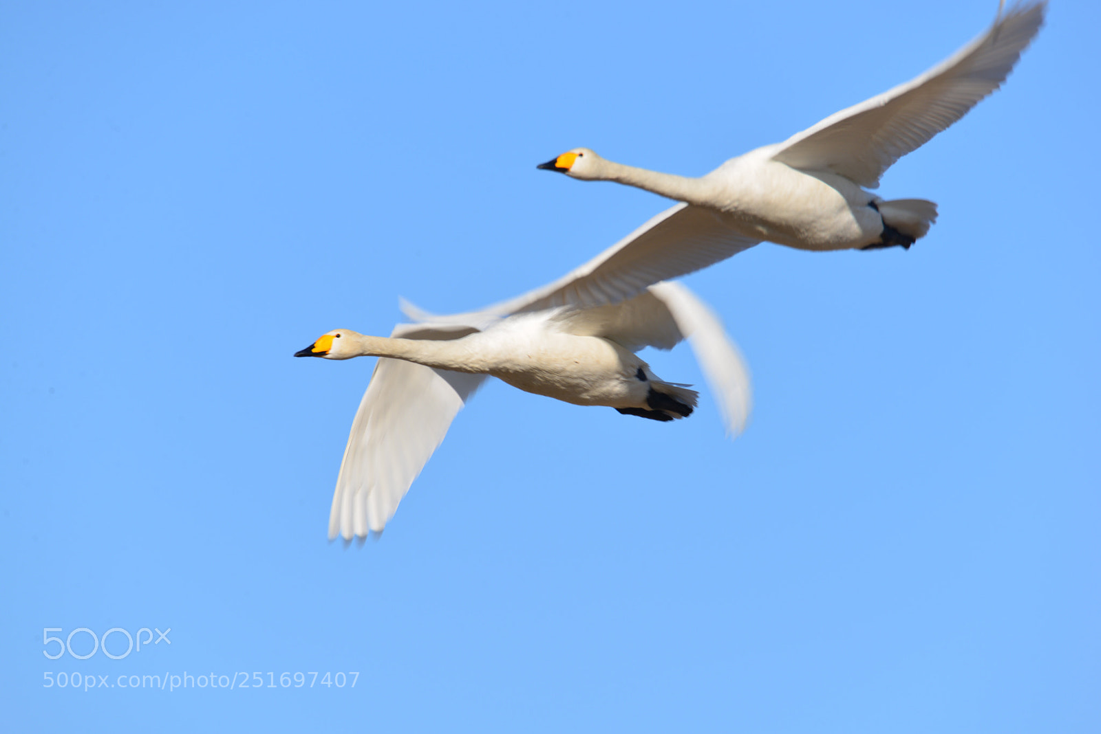 Nikon D610 sample photo. Flying together  photography