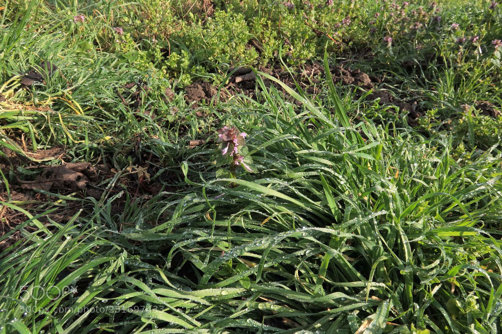 Canon PowerShot G3 X sample photo. Grass closeup 5153 photography