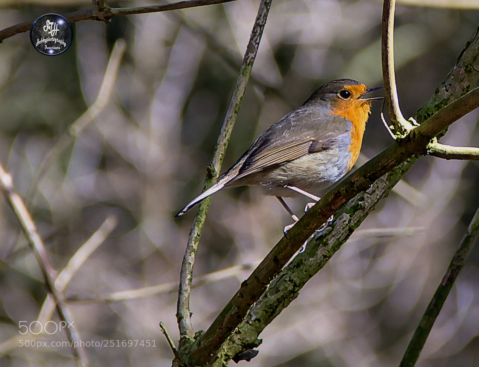 Canon EOS 60D sample photo. Robin sing in the photography