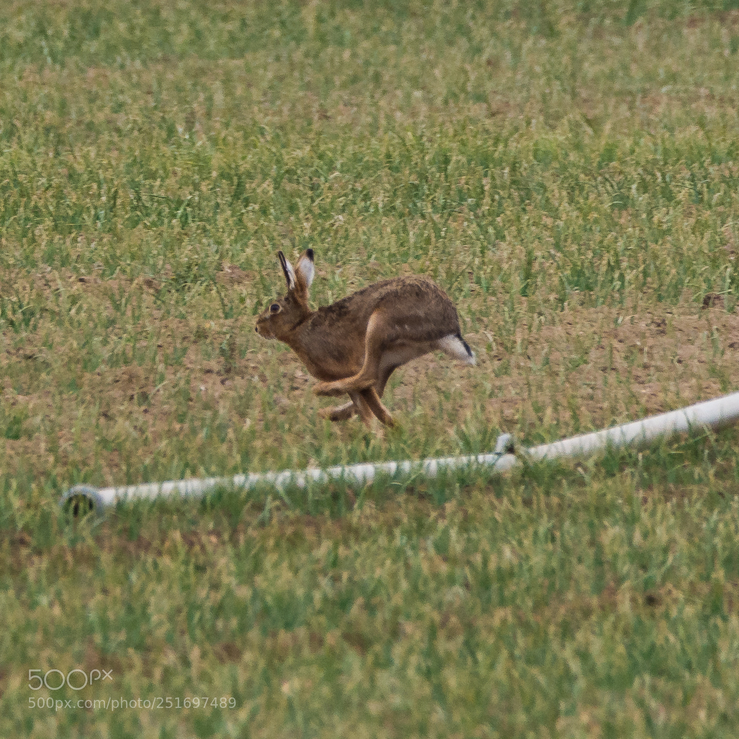 Nikon D7200 sample photo. Easter bunny photography