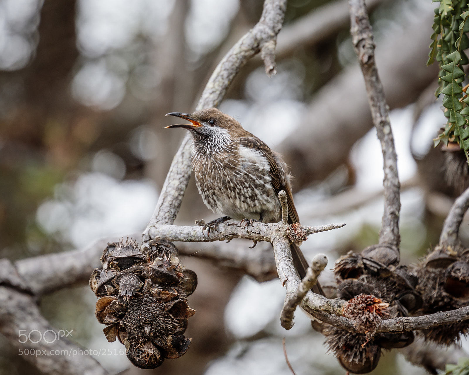 Canon EOS 5D Mark IV sample photo. Little wattlebird photography