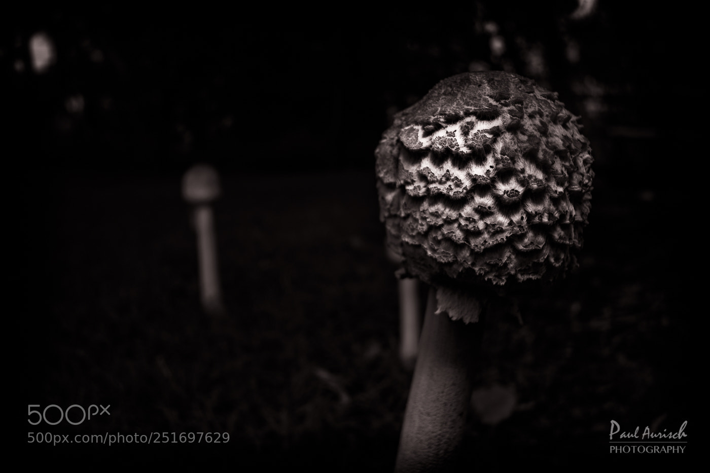 Nikon D500 sample photo. Mushroom photography