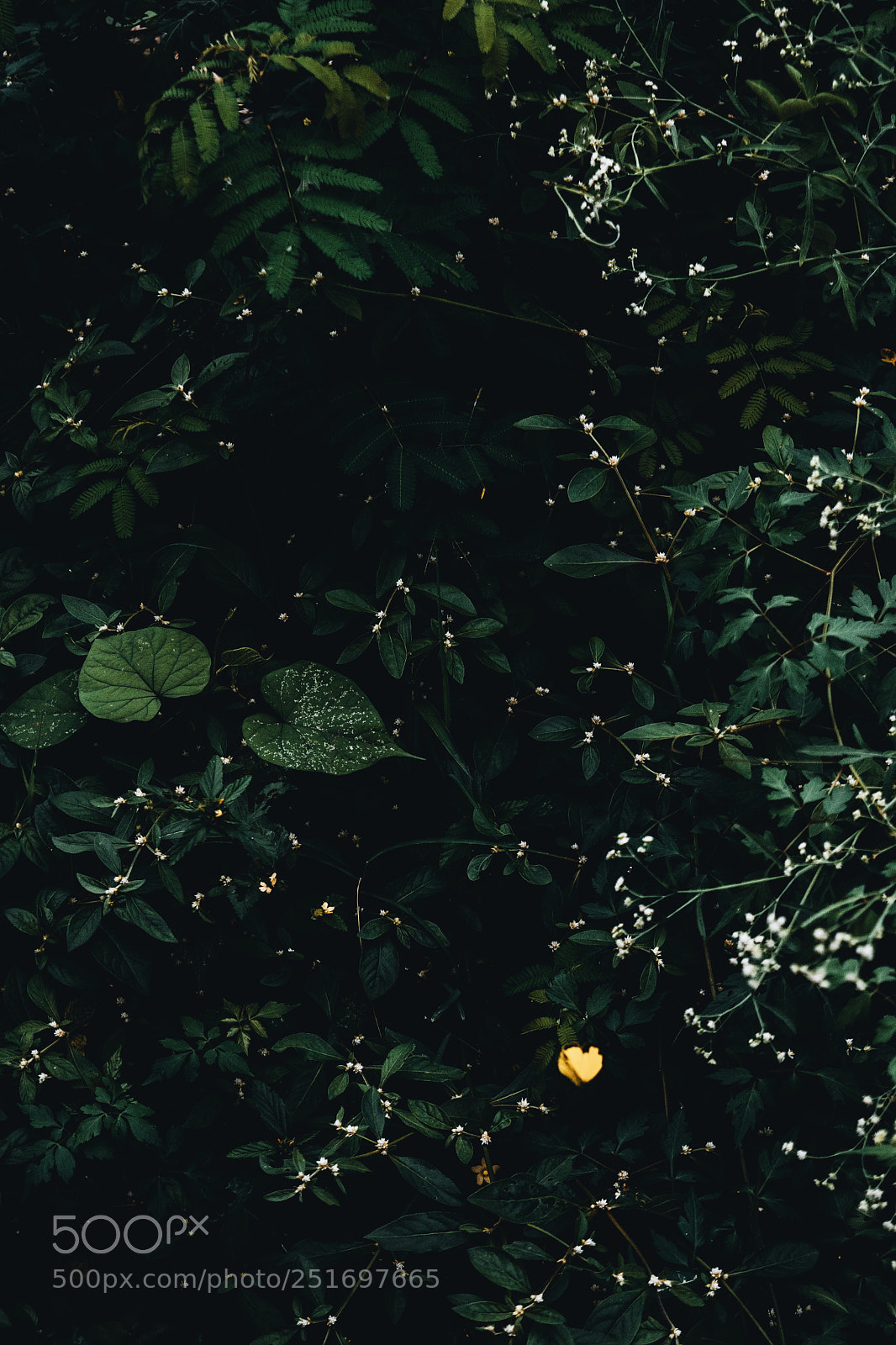 Nikon D3300 sample photo. Chasing butterflies. photography