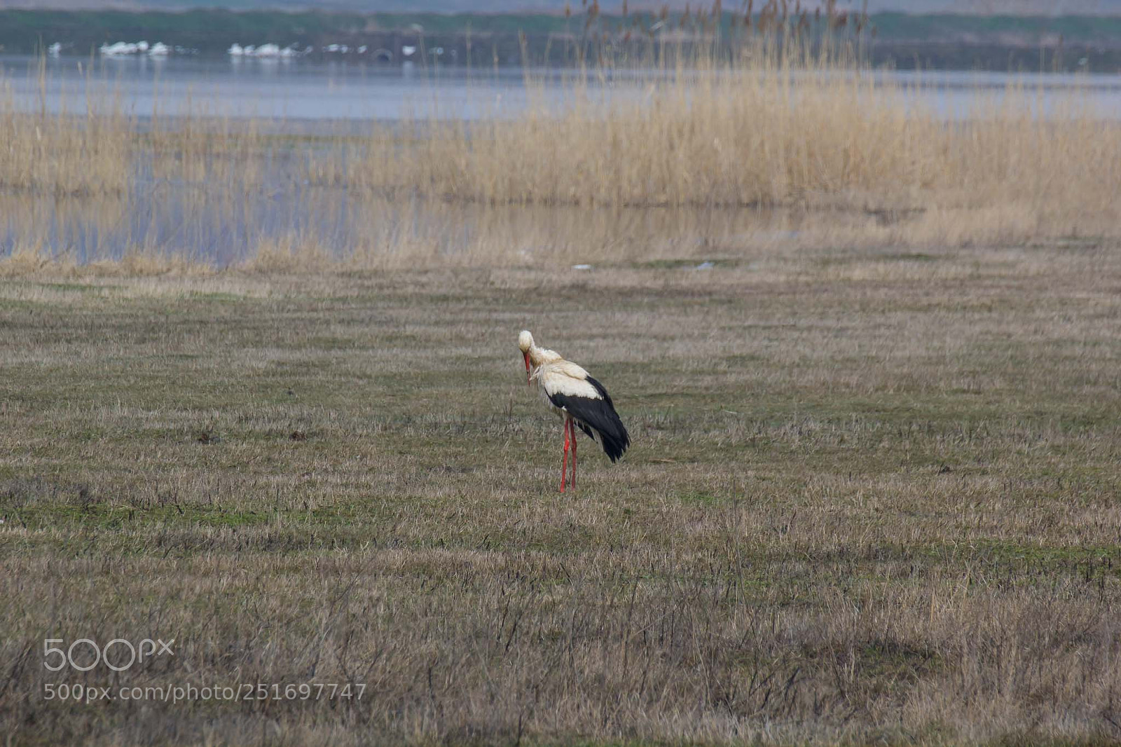 Canon EOS 60D sample photo. White stork/ciconia ciconia photography