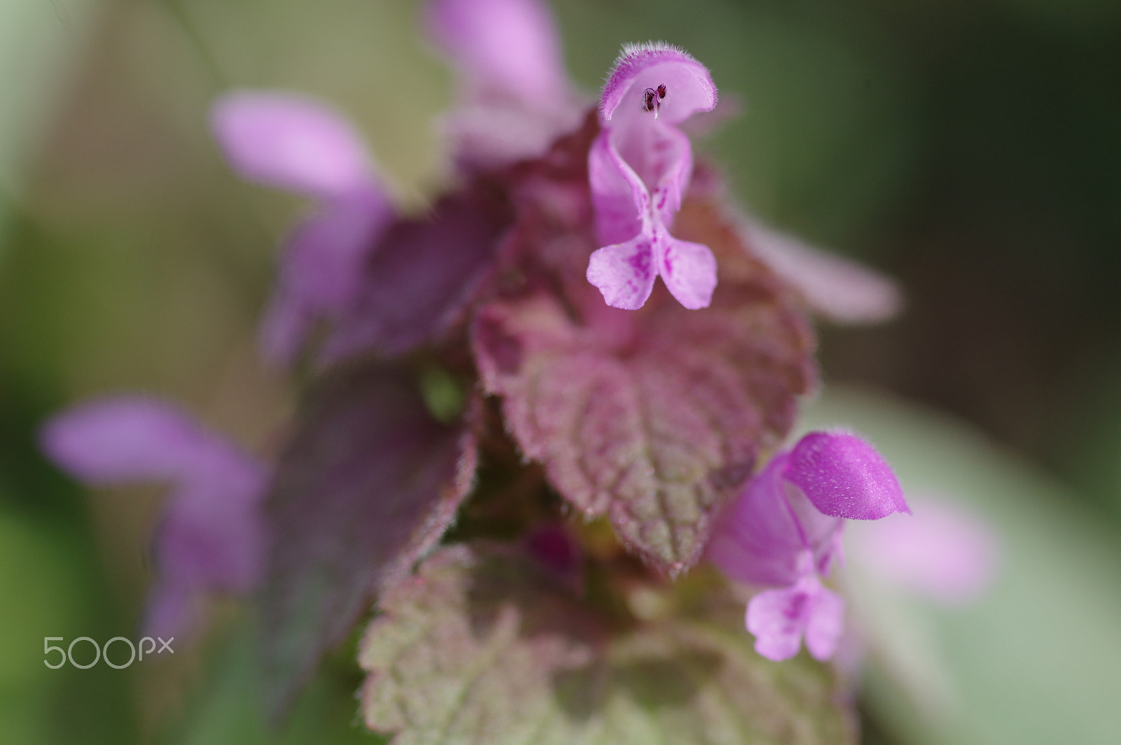 Pentax K-3 II sample photo. Little purple wildflower photography